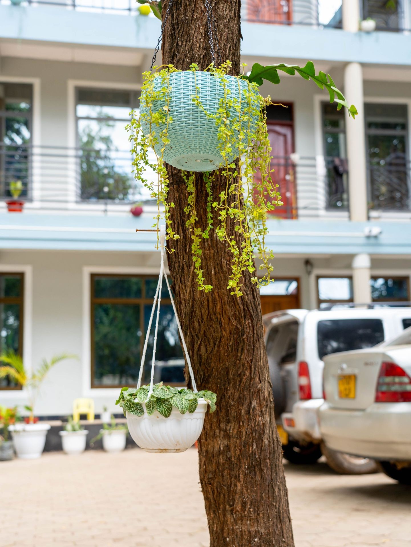Two hanging plants on a tree with a multi-story building and parked cars in the background.